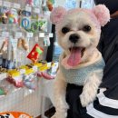 멍멍냐옹 이미지