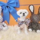 유로애견샵 이미지