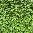 광판팔뚝김밥 명동점 이미지