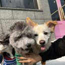 로제몽