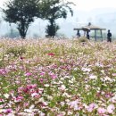 코스모스메디칼 이미지