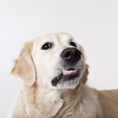 강북 24시 N 동물의료센터 이미지