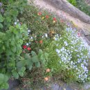 자라는 씨앗 이미지