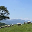 한사랑목장 이미지