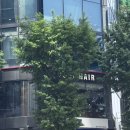 준오헤어 강남우성점 | 준오헤어 강남우성사거리점 세리디자이너 톤다운 염색 후기