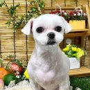 이쁘개귀엽개 이미지