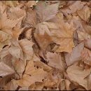 장안삼계탕 이미지