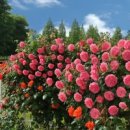 장미세탁 이미지