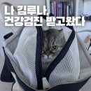 이영수 고양이 병원 | 9살 고양이 건강검진 후기 (인천 이영수 고양이병원)