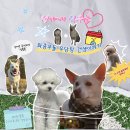 백합유치원 | [제품 후기] 산책 후 필수템🐶! “강아지 냄새, 피부, 털 관리까지 한 번에 끝!”🛀