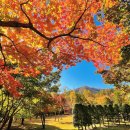 호텔정관루별관(콘도별장) | [강원도 춘천시] 호텔정관루별관(콘도별장) - 10kg 이하 · 이동장/유모차 사용 · 목줄 자유(리드줄 없이)