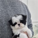 천안강아지분양 우리집퍼피 천안아산본점 (하이도그) 이미지