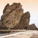 거북애견 이미지