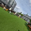 오렌지 애견카페 네이버블로그