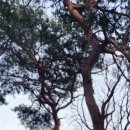 소나무를 품다 이미지