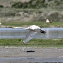 몽골의 새51 - Whooper swan(큰고니) 이미지