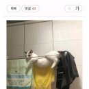 고양이의 수면자세 이미지