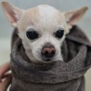 펫 프렌즈 | 강아지 저자극 샴푸 추천｜퓨어프렌즈 퓨어 밸런스 펫 샴푸 재구매 후기