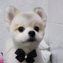 D&C 그루밍 샵 이미지