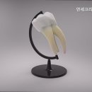 크리스마스치과의원 이미지