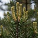 소나무꽃 송화 채취시기 채취하는방법 솔잎의효능 이미지