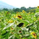 김인숙 농장 이미지