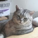 옹식구 이미지