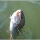 라바플라이 이미지