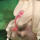 송파동물의료센터 이미지