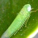 미인장수 이미지