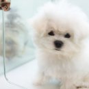 이정훈 강아지 이미지