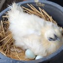 백봉호텔 이미지