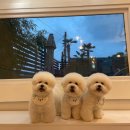 댕댕이묭실 이미지