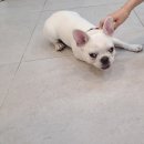 달콤하개 이미지