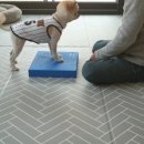 상희독스 아카데미 이미지