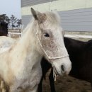 굴레목장 이미지