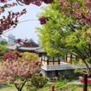 봄꽃여행_ 용인 은성사 (겹벚꽃 명소) 이미지