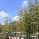 바오김밥 | 4월 일상(1) 불교박람회 / 에버랜드 튤립축제 김밥축제