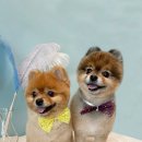 퍼피블랑 이미지