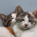 반포자이동물병원 이미지