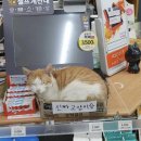 자민 이미지