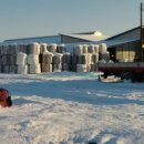 새만금 청보리농장 이미지