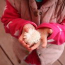 라임나무 이미지