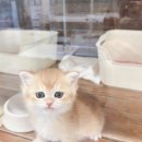 대전고양이분양 루나캣 이미지