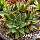 사와로 이미지