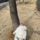 멍멍아 산책가자 네이버블로그