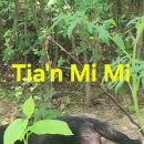 Tia'n Mi Mi 이미지