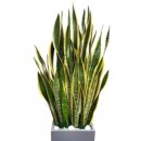 식물로부터 이미지