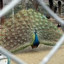 드림랜드 | 전주 아이와 가볼만한곳 전주동물원 드림랜드 나들이 후기