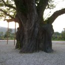 장덕리은행나무 이미지